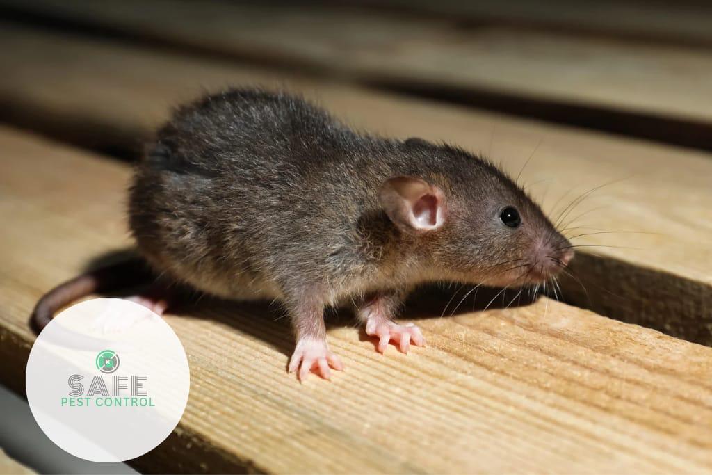 Safe_Schadnager_Ratten_Maus_Mäuse_Nürnberg_Fürth_Erlangen